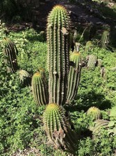indoor cactus plants for sale indoor cactus plants for sale PENZANCE