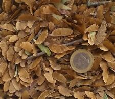 Acer buergerianum acero usato  Ardea