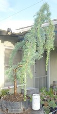 Weeping blue atlas for sale  Rosemead
