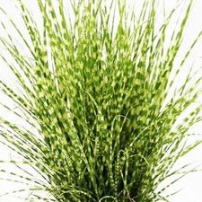 Miscanthus sinensis strictus for sale  UK