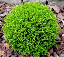 Hebe green globe for sale  PRESTON