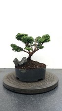 Chamaecyparis obtusa bonsai for sale  WOLVERHAMPTON
