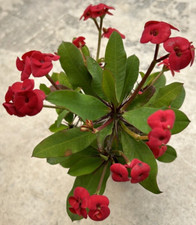 Euphorbia milii crown for sale  San Marcos