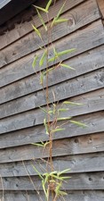 70cm tall golden for sale  GLOUCESTER