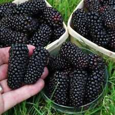 Blackberry black butte for sale  SOUTHAMPTON