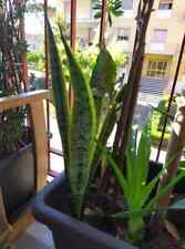 Sansevieria radicata vaso usato  Giugliano in Campania