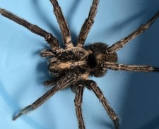 Live wolf spider for sale  Pomona Park