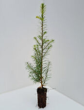 Douglas fir trees for sale  INVERNESS