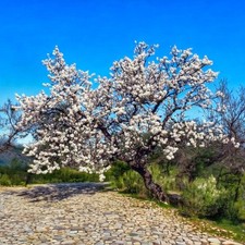 Pianta mandorlo amaro usato  Quartu Sant Elena