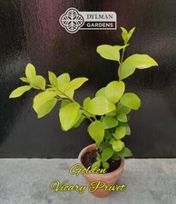 Golden vicary privet for sale  Sheridan