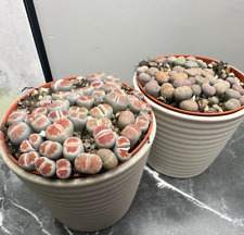 Lithops collection living for sale  WALSALL
