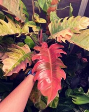 8000ak philodendron variegata gebraucht kaufen  Reutlingen