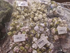 50x rosenblüten konvolut gebraucht kaufen  Mühlacker