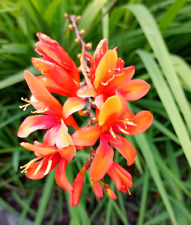 Montbretien montbretia kräfti gebraucht kaufen  Bassum