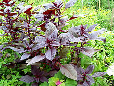 Popp amaranth rot gebraucht kaufen  Muldestausee