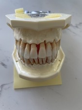 Nissin dental model for sale  Belmont