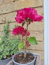 Bougainvillea paperflower baga for sale  CHATHAM