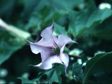 Semi datura stramonium usato  Trappeto