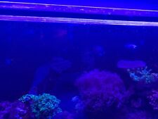 Marine fish tank for sale  MAIDSTONE