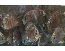 Turquoise checkerboard 2.5 for sale  Miami
