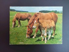 Alte pferdepostkarte haflinger gebraucht kaufen  Borna