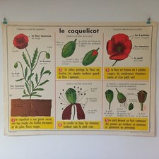 Educational poster school d'occasion  Expédié en Belgium