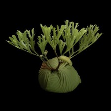 Platycerium RIDLEYI na sprzedaż  Wysyłka do Poland