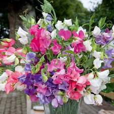 Bijou mix sweet for sale  Tarpon Springs