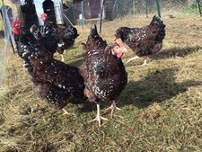Speckled sussex. twelve for sale  PLYMOUTH