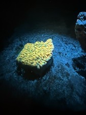 Kungpoa monti montipora for sale  UK