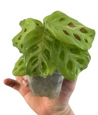 Variegated maranta prayer for sale  Glendale