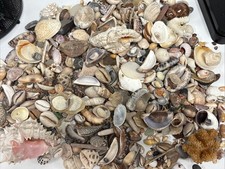 Beautiful hawaiian shells for sale  Kealakekua