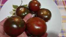 Pomodoro camone raro usato  Tivoli