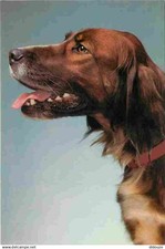 Animaux chiens setter d'occasion  Fruges