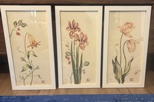 Lyndi lende botanical for sale  Twentynine Palms