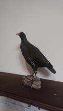 Taxidermie poule eau d'occasion  Pontoise
