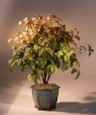 Flowering heavenly nandina for sale  Patchogue