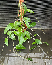 Gorgeous large hoya for sale  Orlando