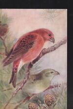 Crossbill roland green for sale  HALESOWEN