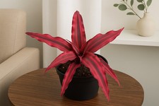 Cryptanthus earth star for sale  Homestead