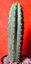 Cereus pachanoi cm gebraucht kaufen  Nürnberg