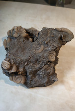 Großer ammoniten fossilienblo gebraucht kaufen  Frankenthal