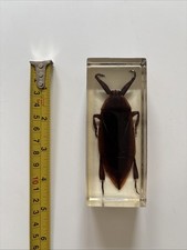 Large real giant for sale  SHEFFIELD