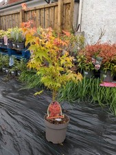 Acer palmatum japanese for sale  LARGS