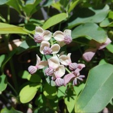 Akebia quinata cream d'occasion  Pouzauges