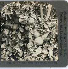 Naval oranges fruit for sale  Bolton