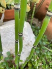 Horsetail plant cuttings for sale  Sunnyvale