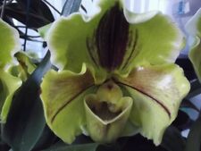 Rare paphiopedilum lippewunder for sale  HALSTEAD