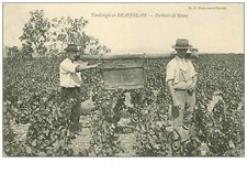 69.vendanges beaujolais. 27.po d'occasion  France