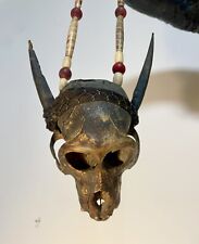 Taxidermy skull cabinet usato  Roma
